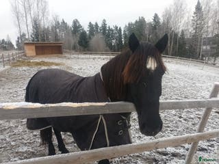 hästar 7-årig kallblodsvallack. i Matfors - Annons 13