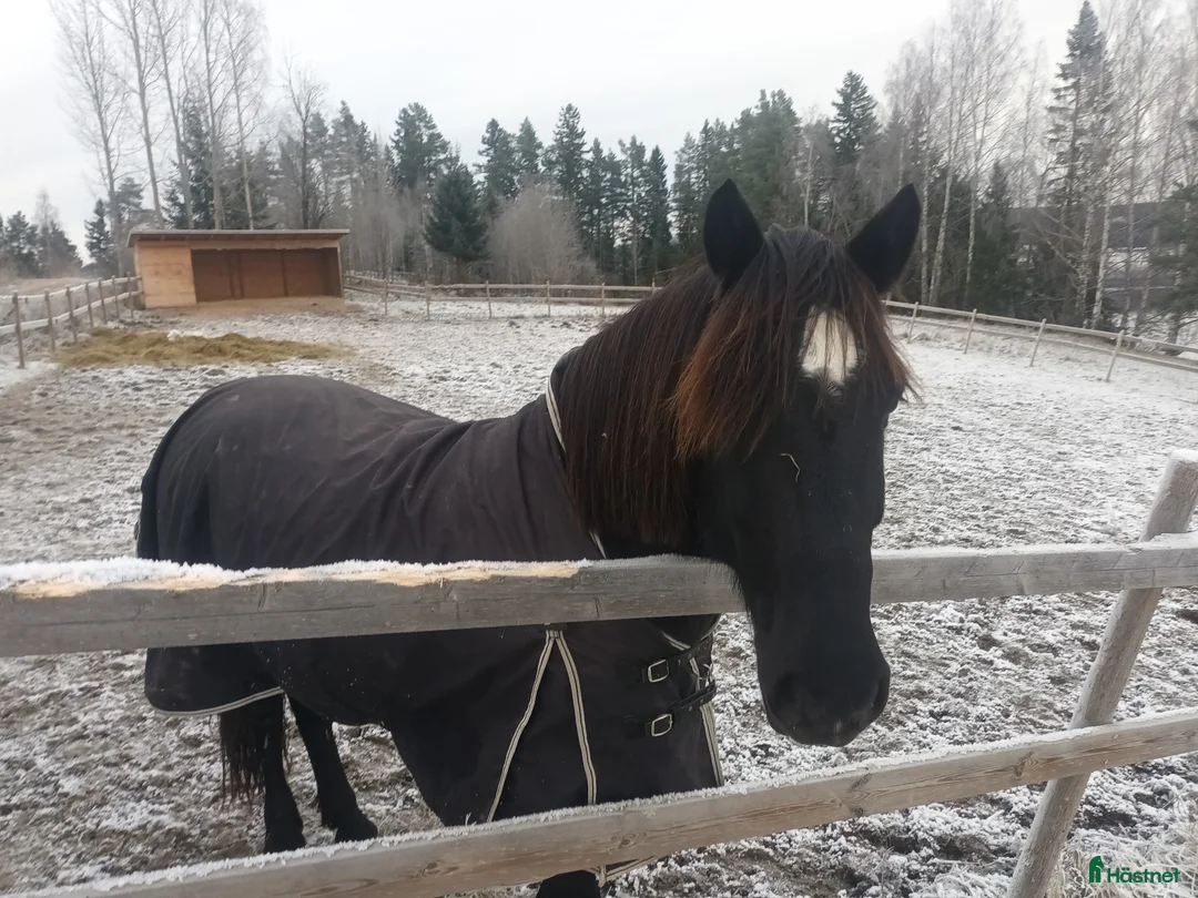Allround hästar till salu: 7-årig kallblodsvallack. i Matfors - Annons 1