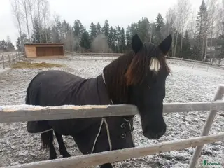 hästar 7-årig kallblodsvallack. i Matfors - Annons 16