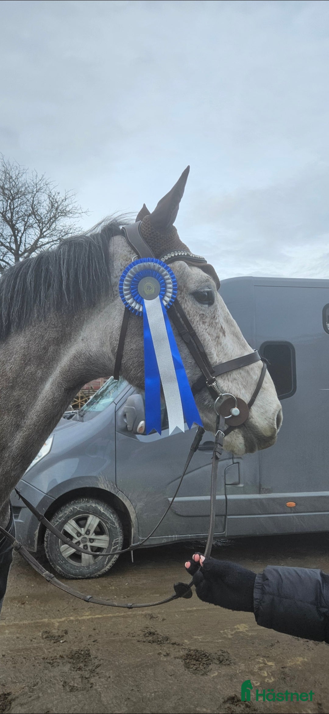 Hoppning hästar till salu: SWB nybliven 8 åring . E.Berlin - Hip Hop  - Annons 6