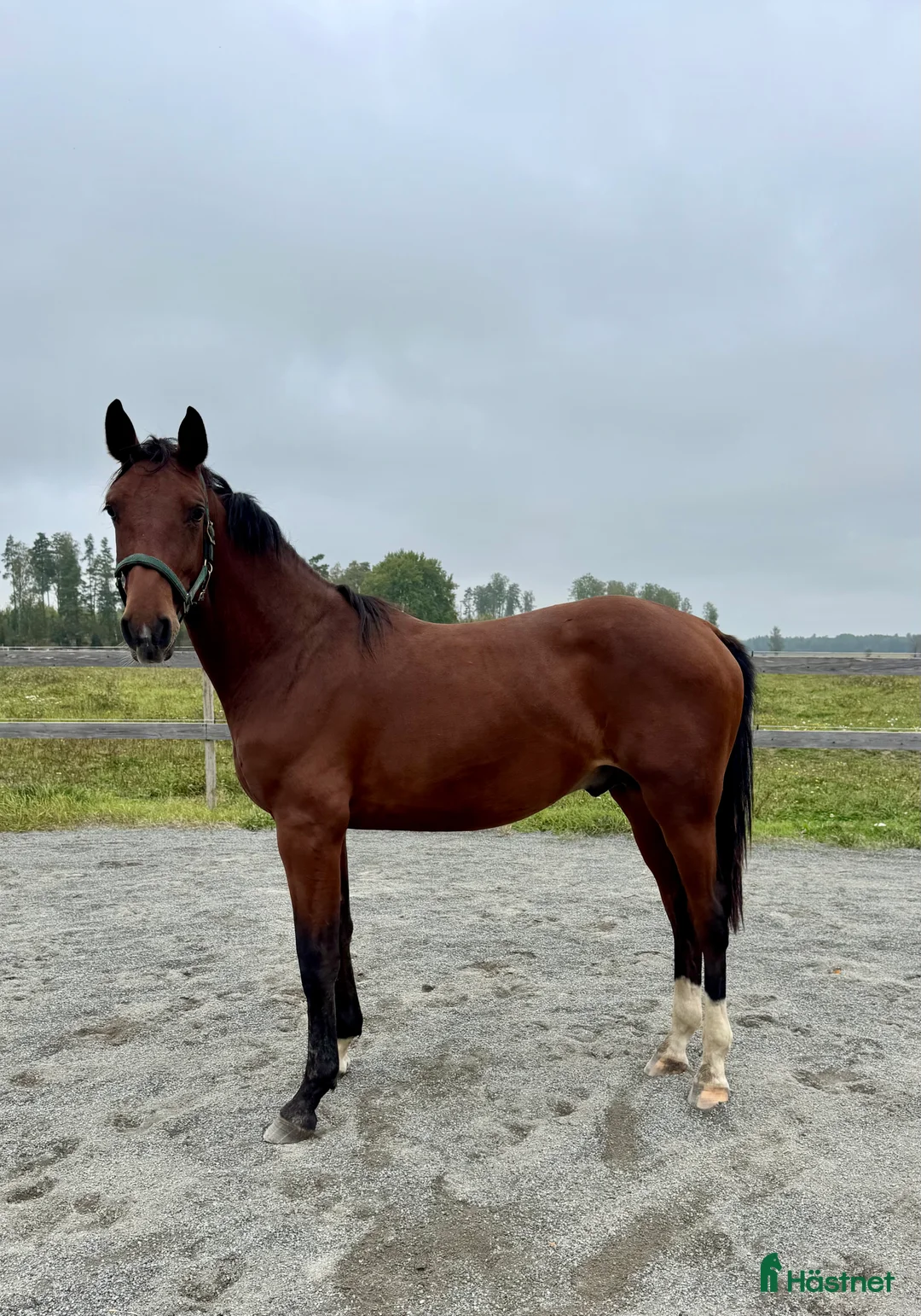 Hoppning hästar till salu: Hoppstammad 2-åring e. Quibery -Ludwigs Champion  - Annons 3