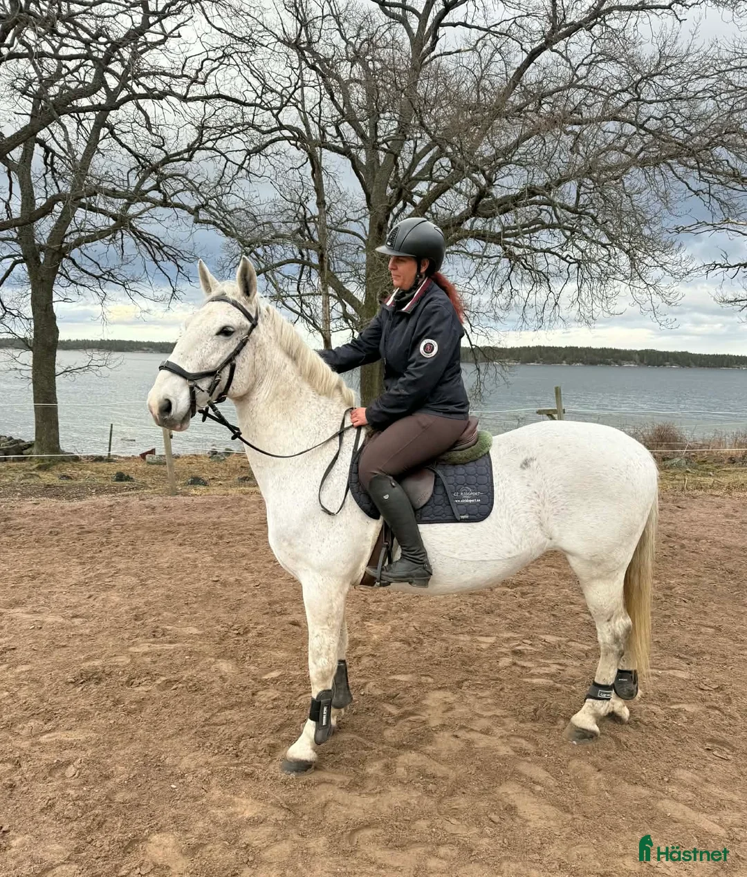 Allround hästar till salu: Cool Allroundhäst - Annons 2