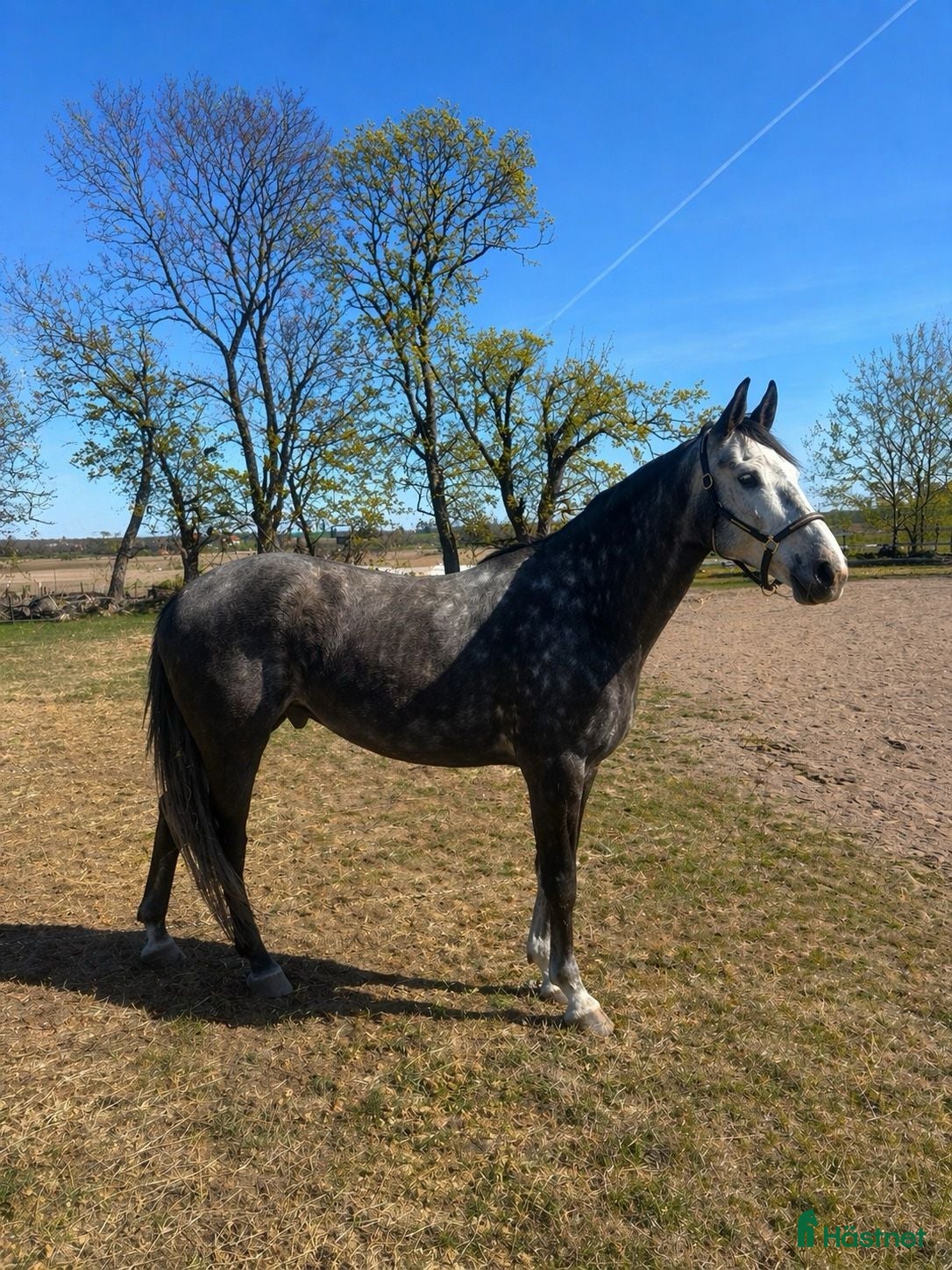  hästar *Reserverad*Häst som behöver tid - Annons 16