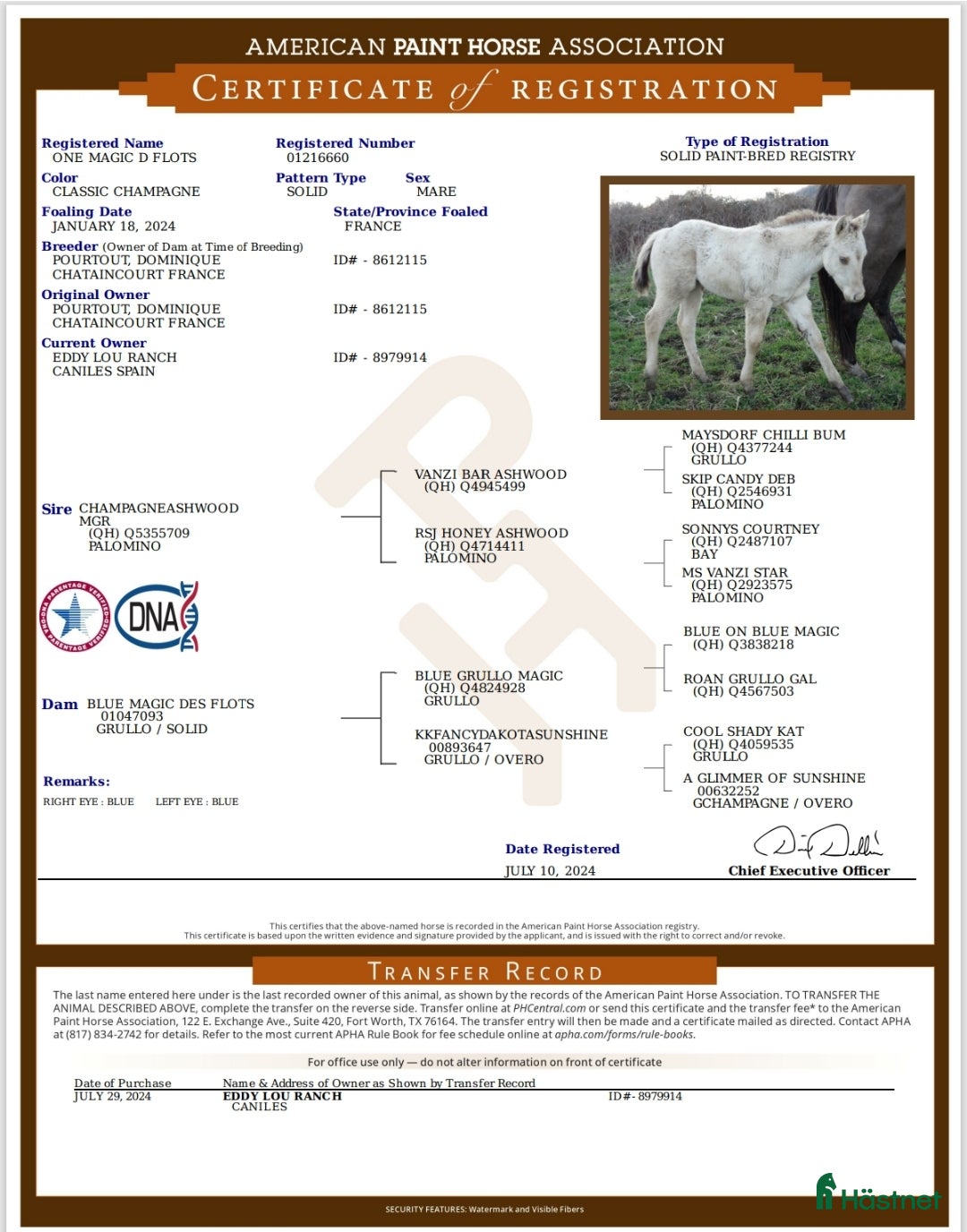 Allround hästar till salu: APHA Sto  i Slöinge - Annons 5