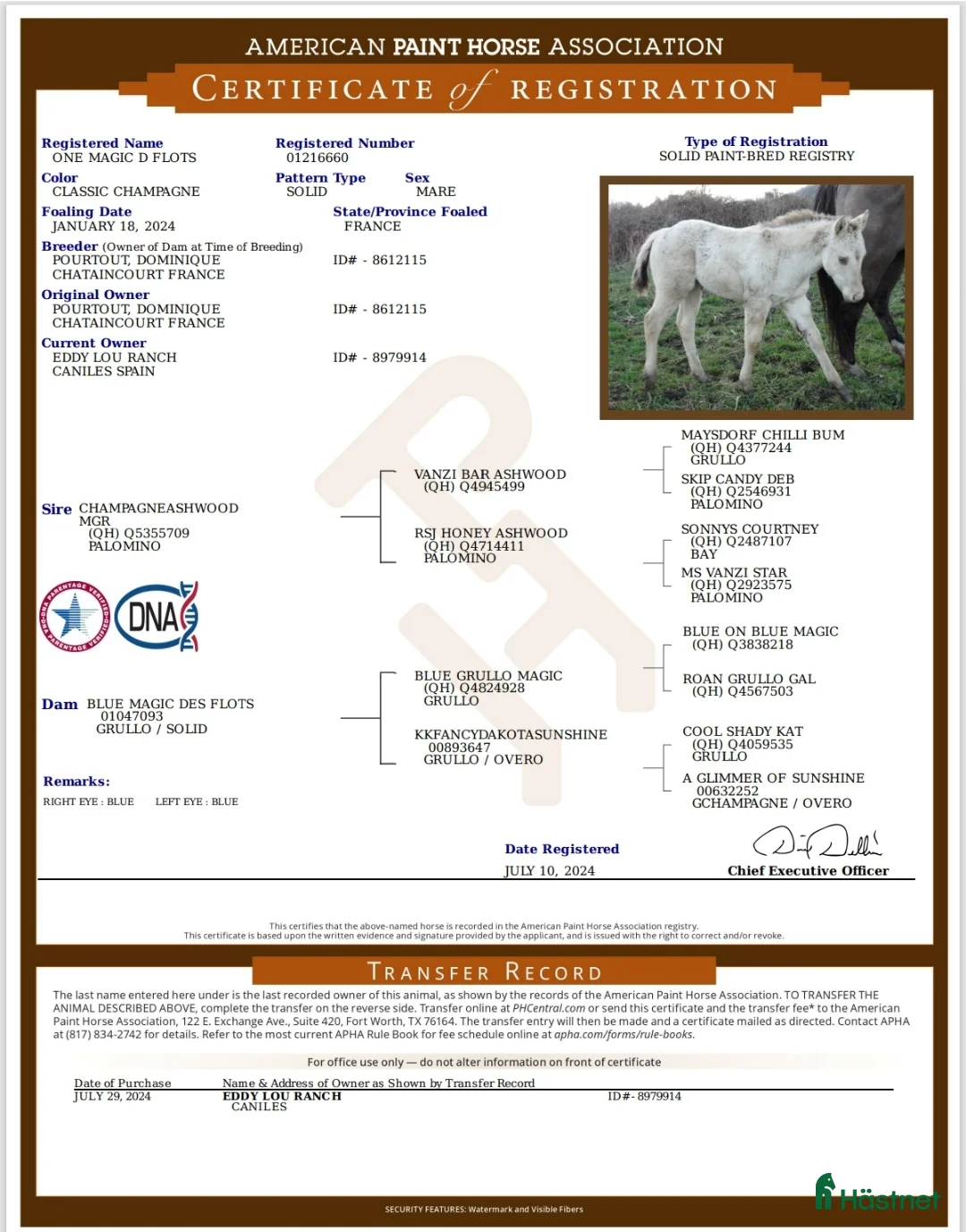 Allround hästar till salu: APHA Sto  i Slöinge - Annons 5