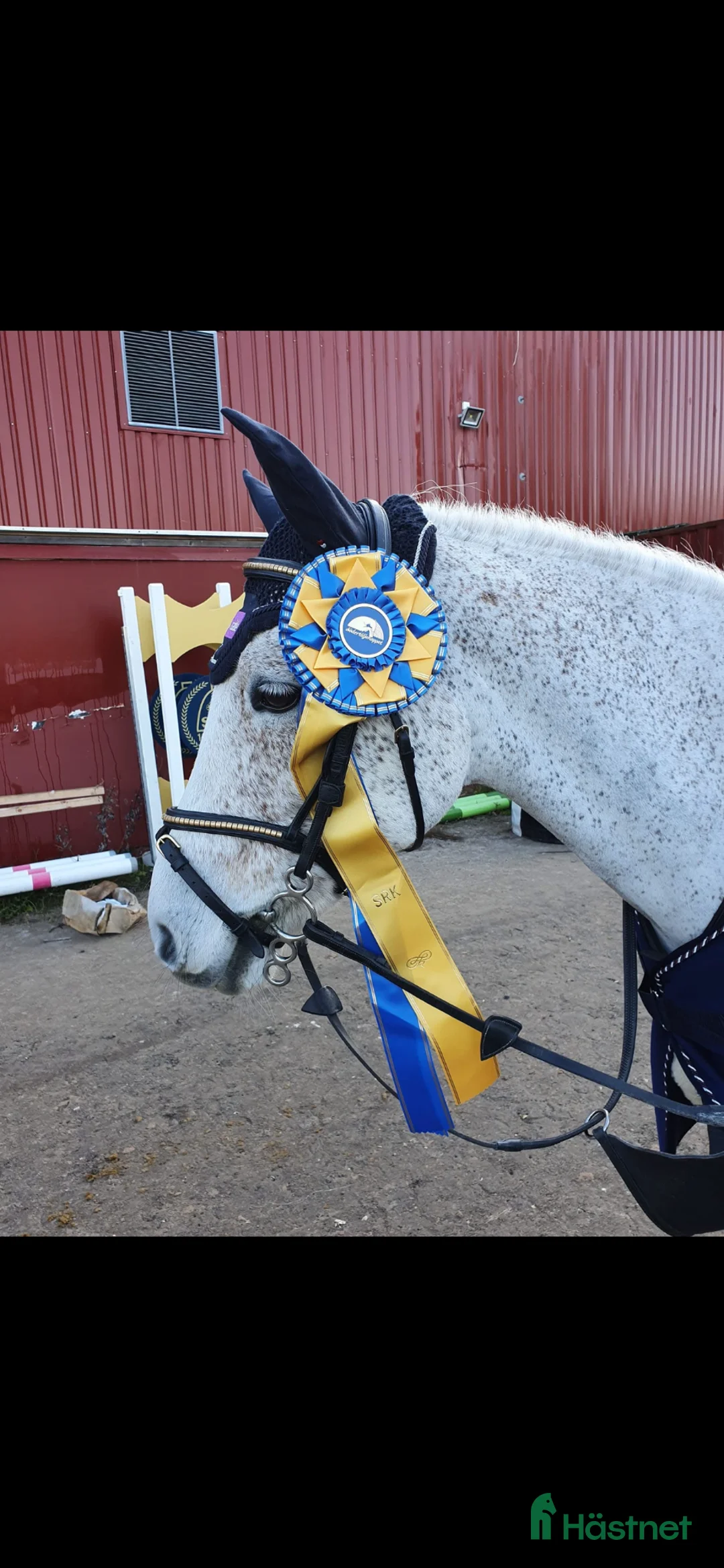 Dressyr hästar till salu: Superfin C ponny  - Annons 2