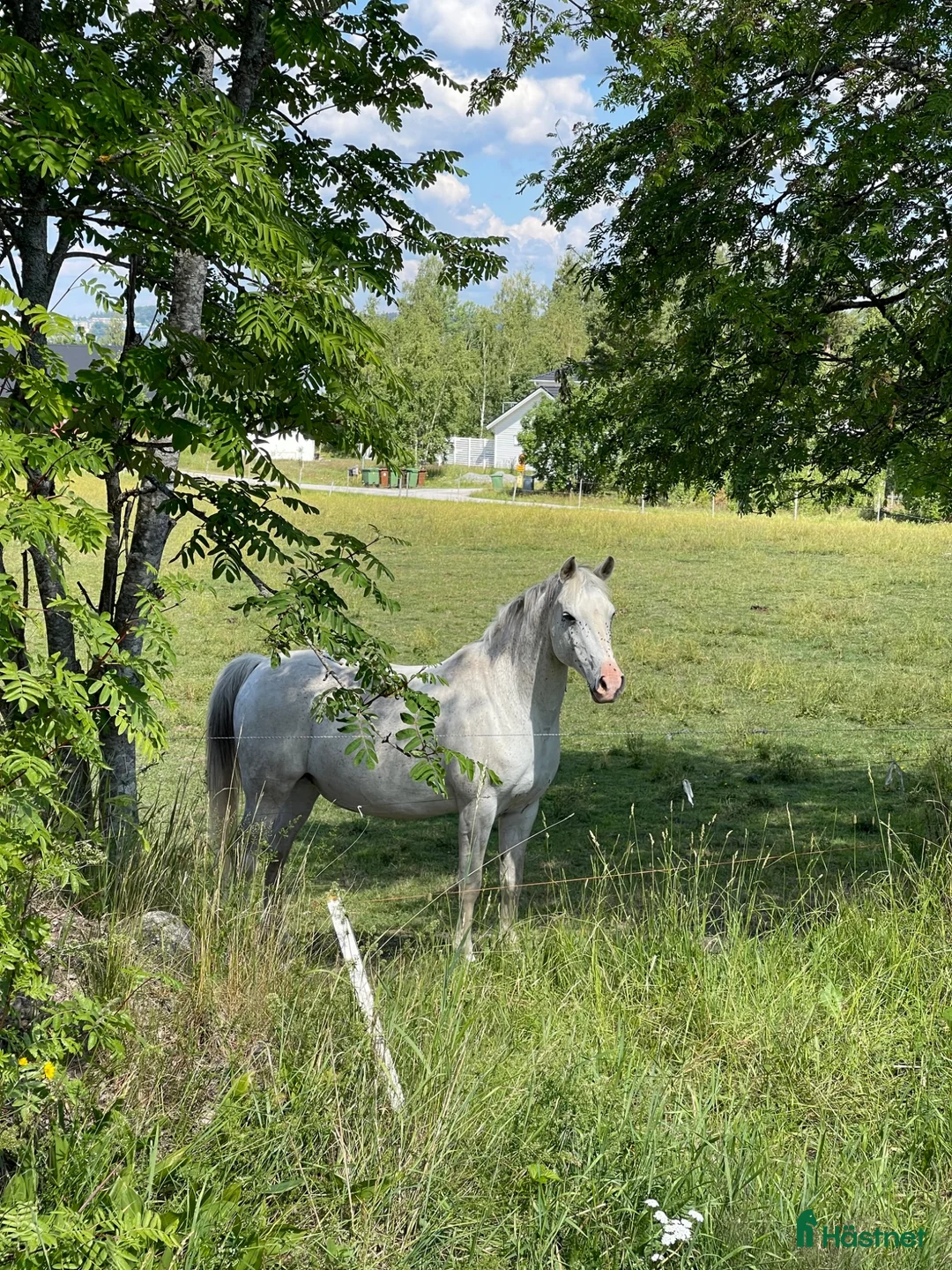  foderhäst finnes: Maxad d-ponnysto till sällskap och avel i Karlskoga - Annons 1