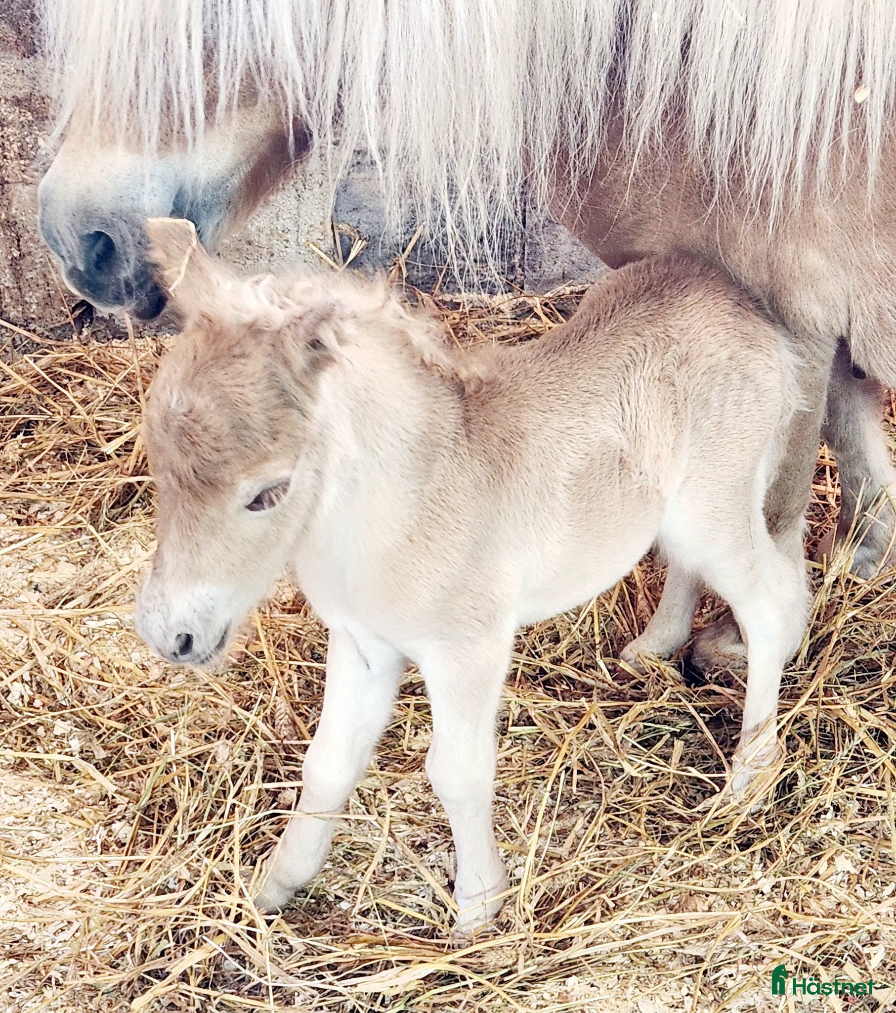  hästar Underbara minishetlandsponnyer! - Annons 11