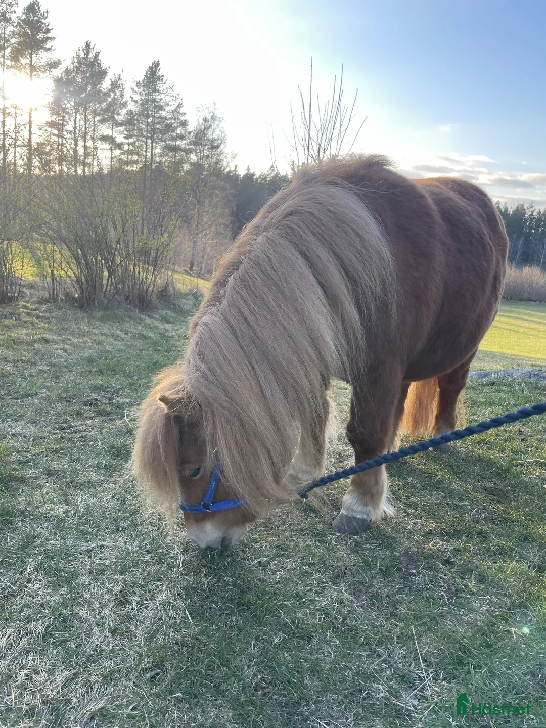 Avelshästar hästar till salu: Shetlandssto 3år - Annons 2