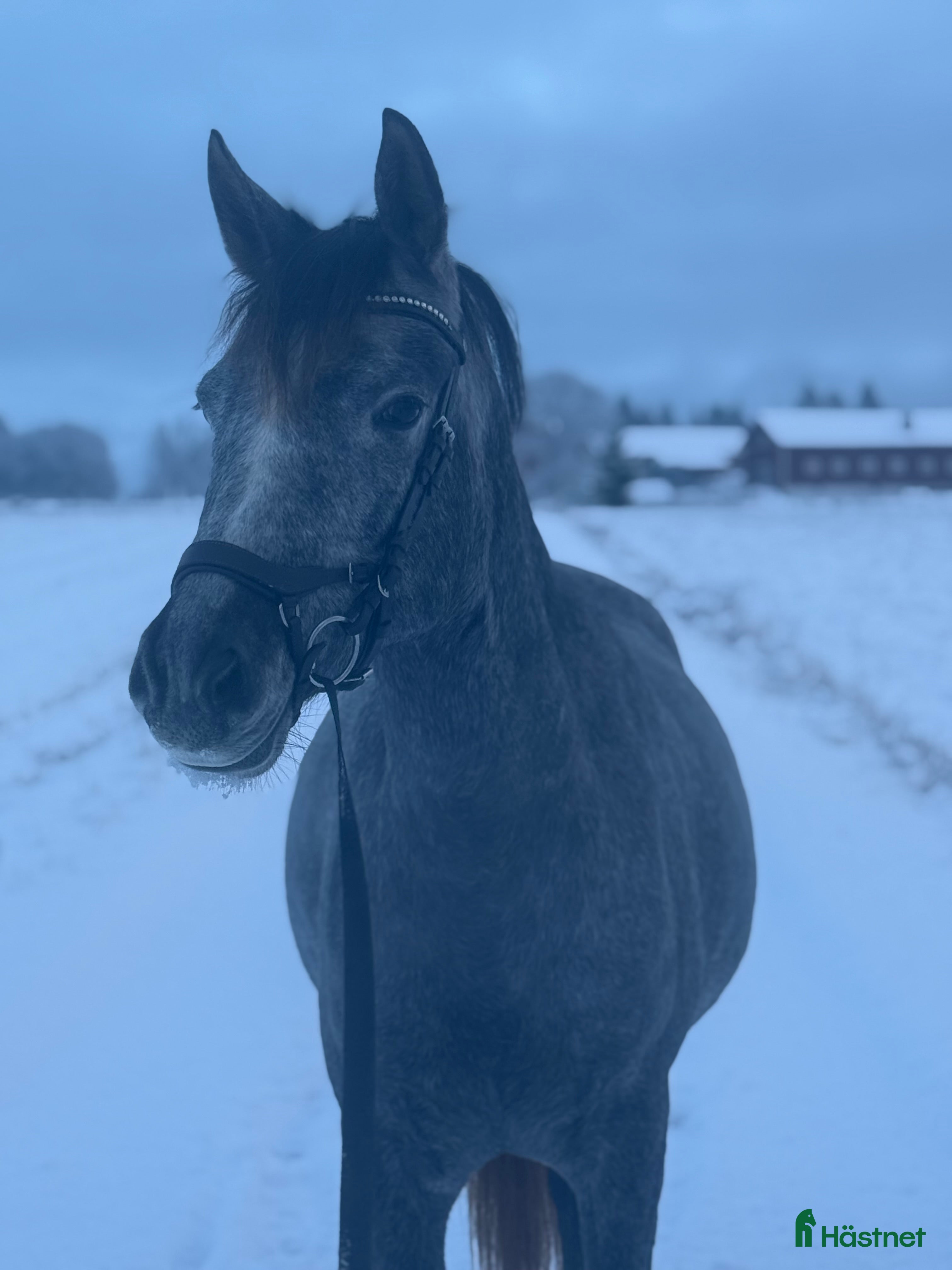  hästar 4årig Welsh partbreed valack i Alnö - Annons 16