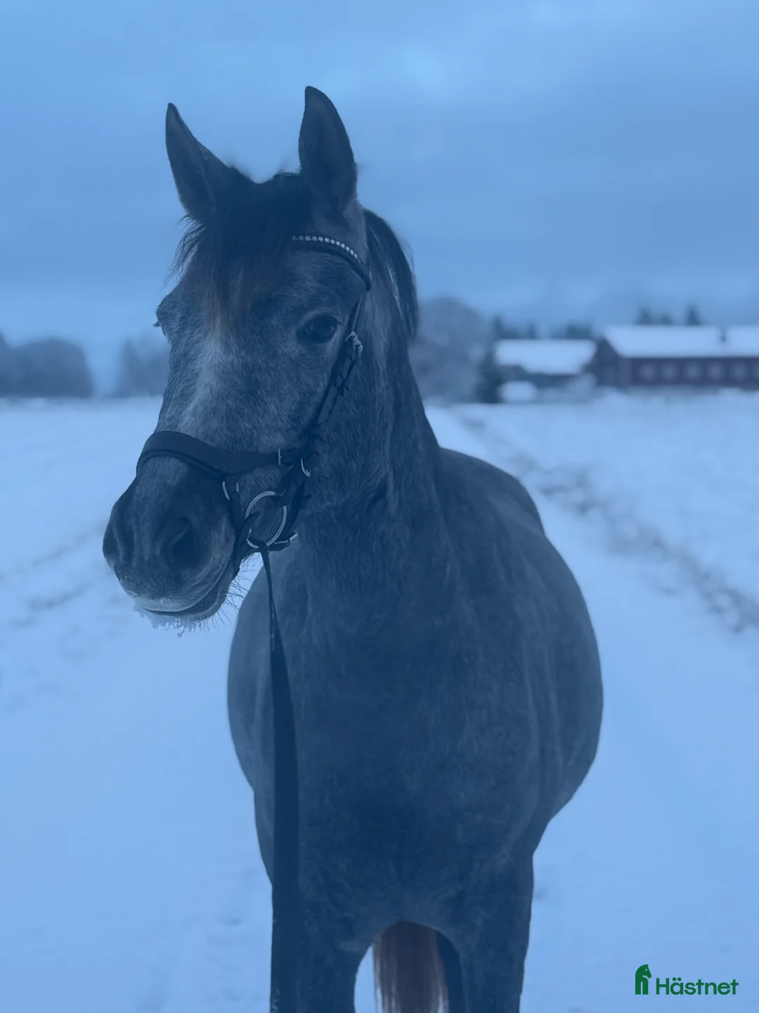 Allround hästar till salu: 4årig Welsh partbreed valack i Alnö - Annons 1
