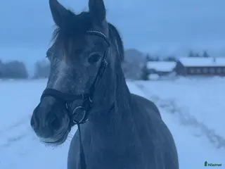 hästar 4årig Welsh partbreed valack i Alnö - Annons 16