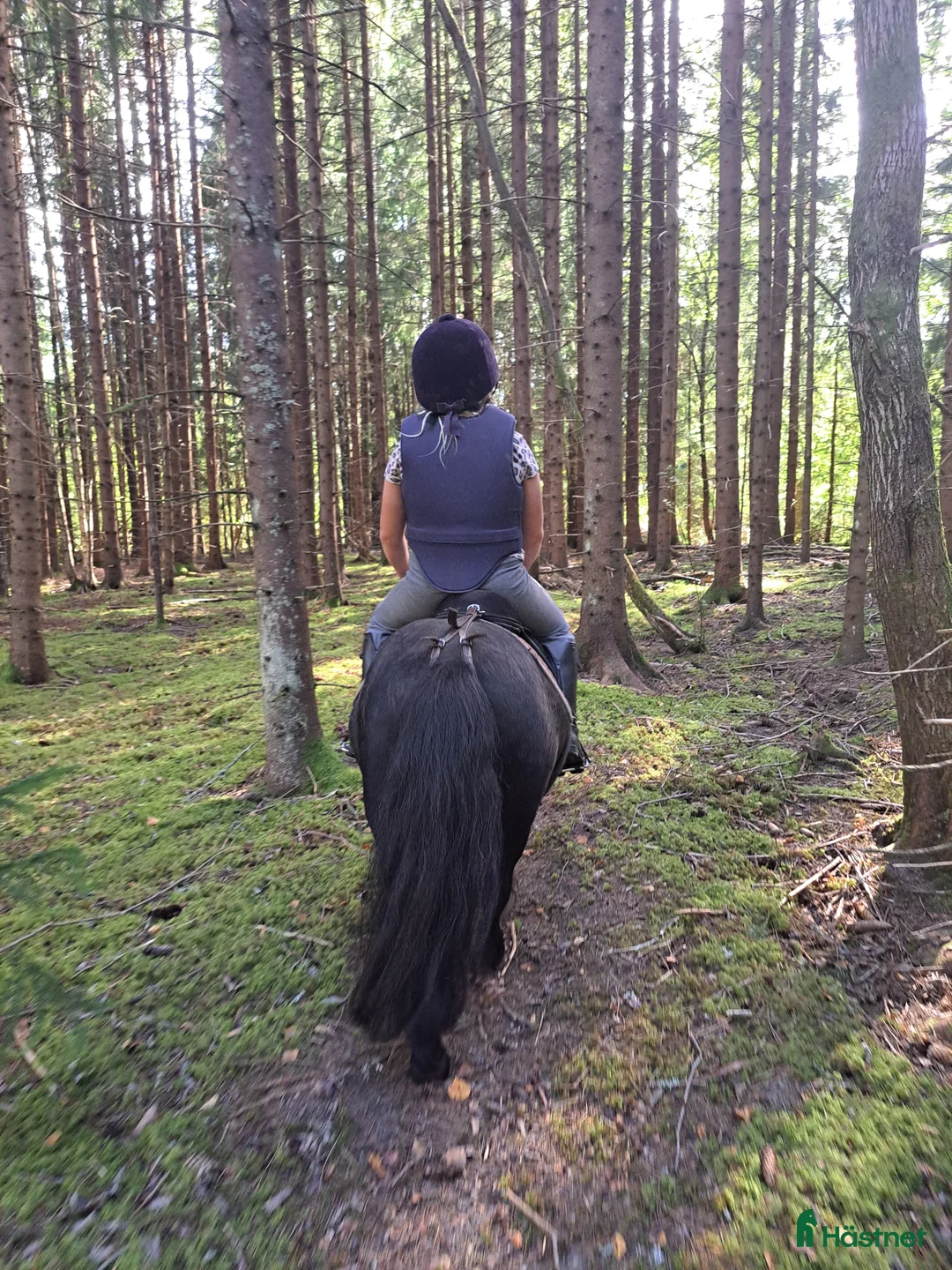 Allround hästar till salu: Snäll, välkörd och riden Shetlandsponny i Forshaga - Annons 7