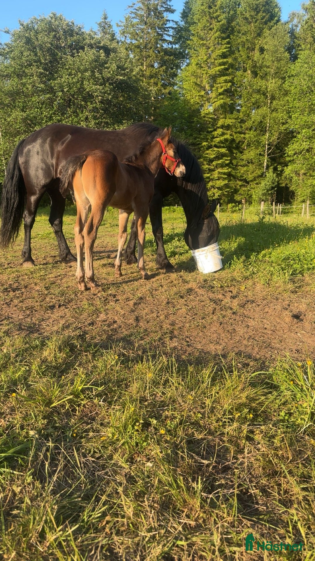 Allround hästar till salu: Sto med föl  i Burseryd - Bild 4