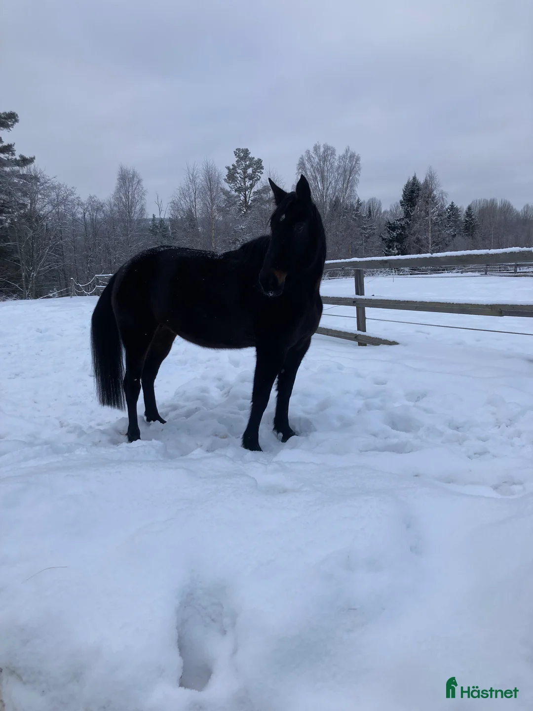 Trav hästar till salu: Varmblodsto för Avel i Borlänge - Annons 3
