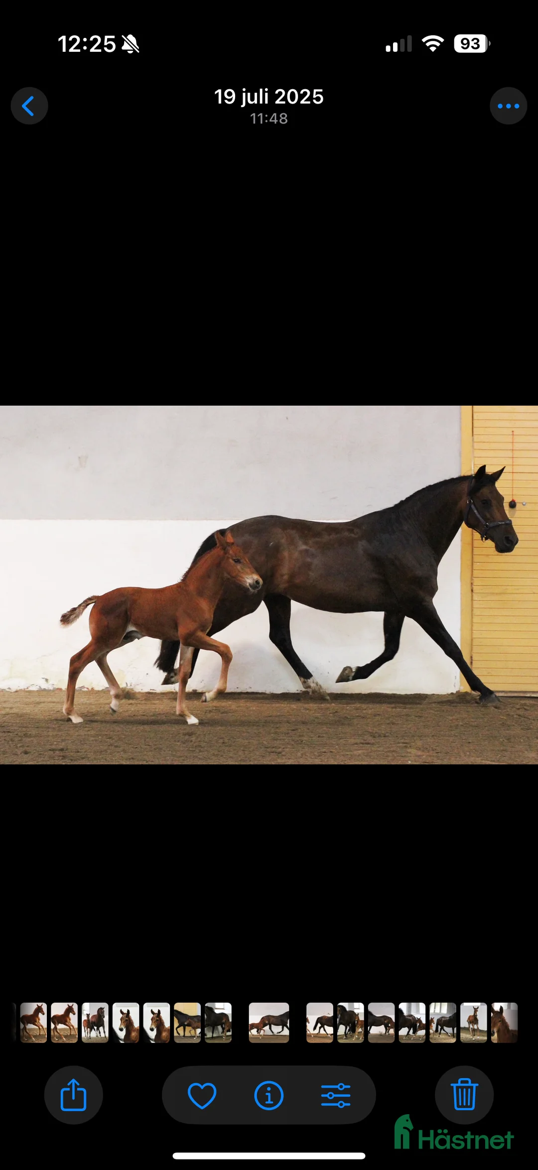 Avelshästar hästar till salu: Fantastiskt avelssto som är dräktigt 🩷 - Annons 2