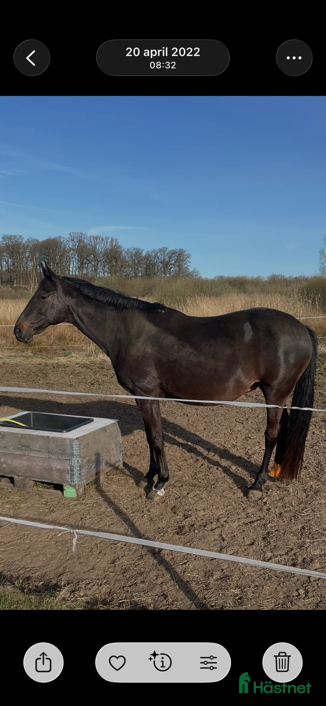 Avelshästar hästar till salu: Sto till avel i Halmstad - Annons 4