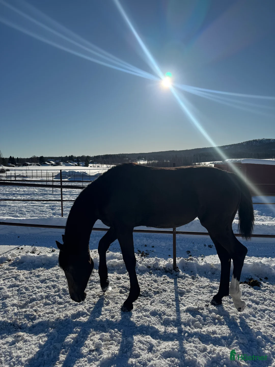 Fälttävlan hästar till salu: Lovande unghäst  - Annons 2