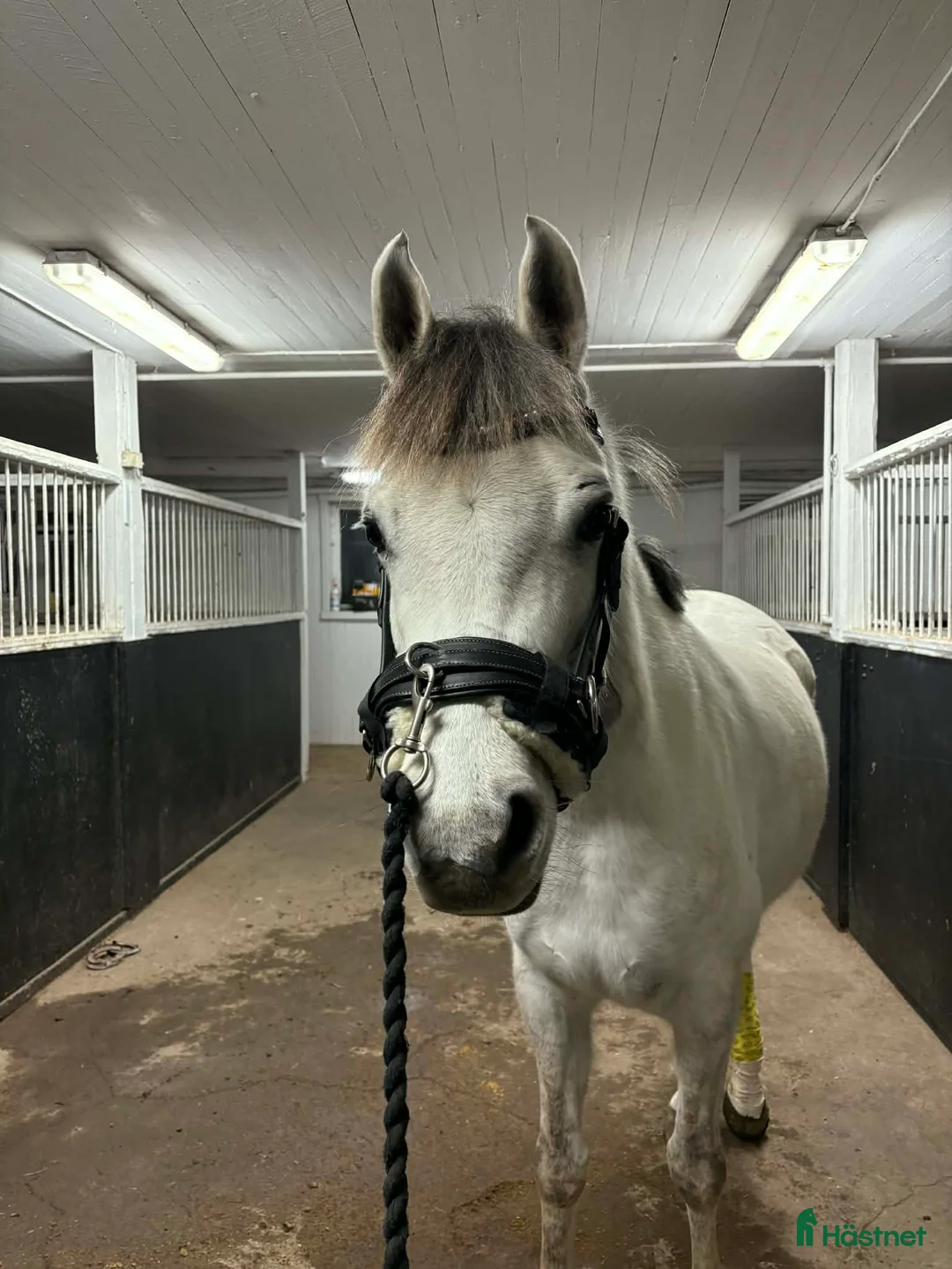 Allround hästar till salu: Projekt häst i Vallentuna - Annons 3