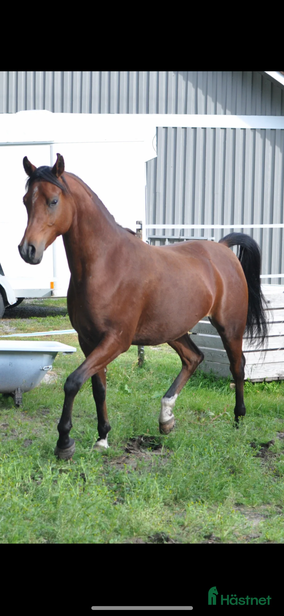 Allround hästar till salu: Snäll 11-årig arabvalack – trevlig hobbyhäst i Boden - Annons 3