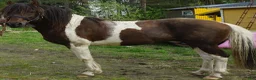 Allround hästar till salu: 5 Paso Fino ston/hingstar, en, fler el. foder - Annons 14