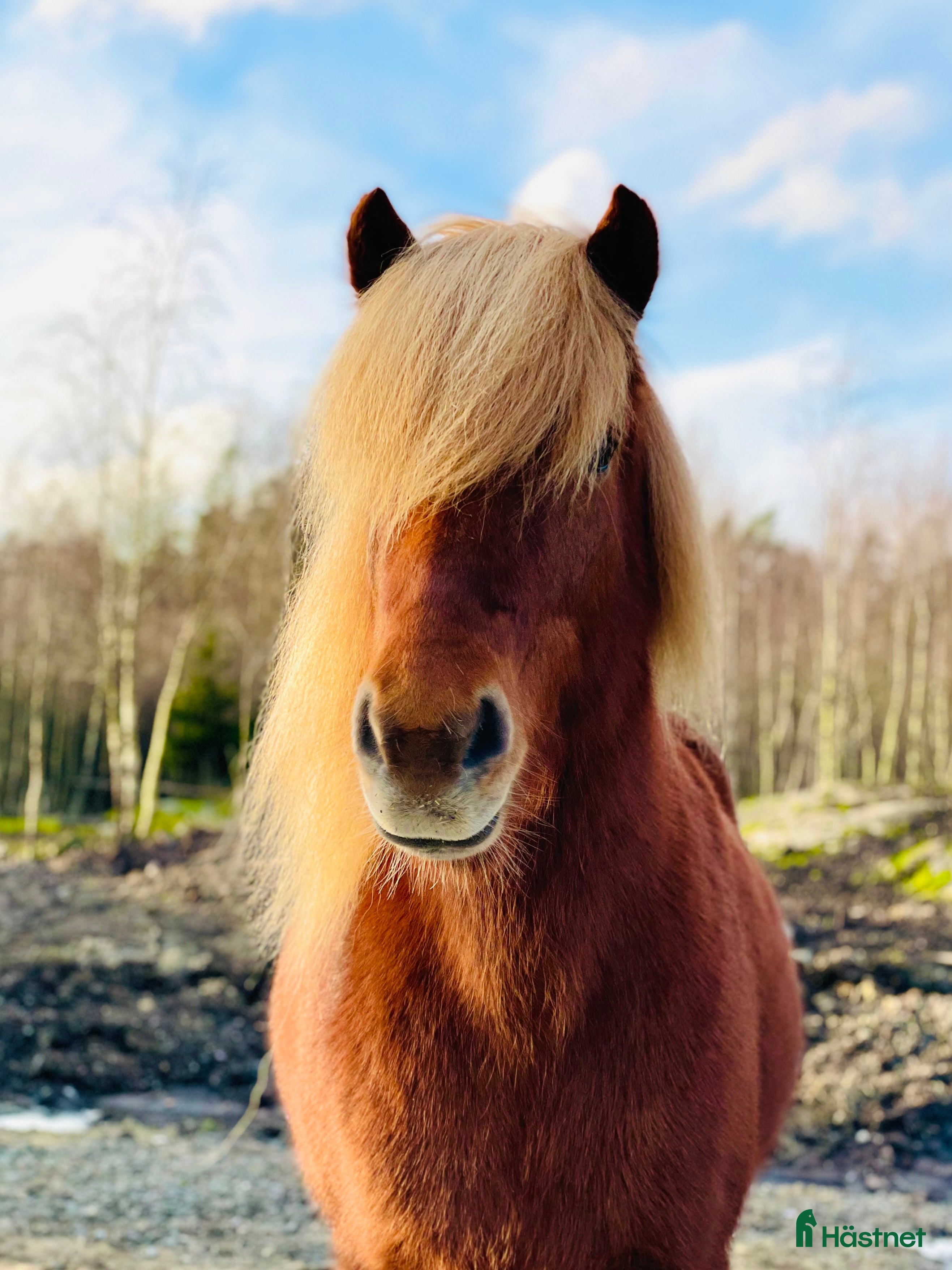  hästar Trevligt och vackert sto i Ljungskile - Annons 1