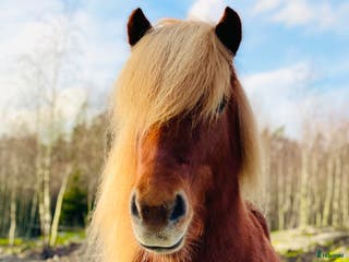 hästar Trevligt och vackert sto i Ljungskile - Annons 1