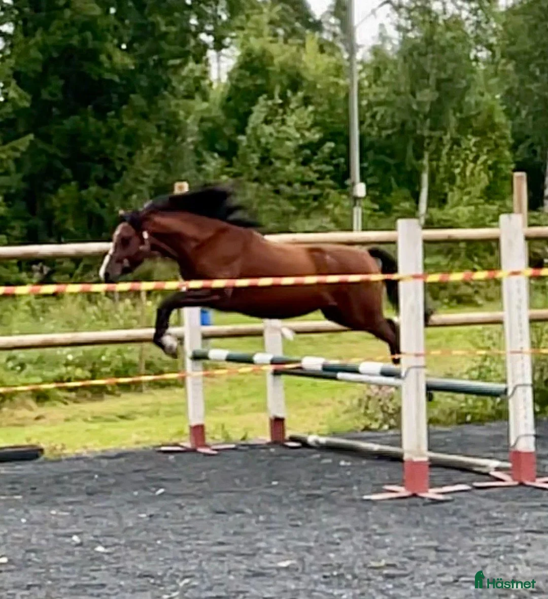 Hoppning hästar till salu: Lovande 2-årig WPB-valack (hoppning/fälttävlan) - Annons 2