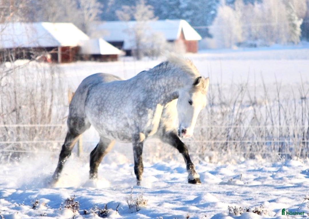 Allround hästar till salu: Häftig häst med hjärtat på rätt ställe i Kumla - Annons 1
