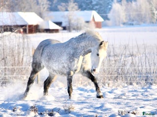 hästar Häftig häst med hjärtat på rätt ställe i Kumla - Annons 3