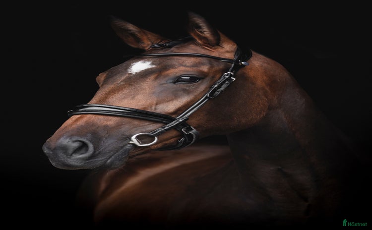  hästar i Edsvalla - Annons 16