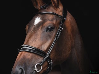 Dressyr hästar till salu: Sto med bra ridbarhet i Edsvalla - Annons 1