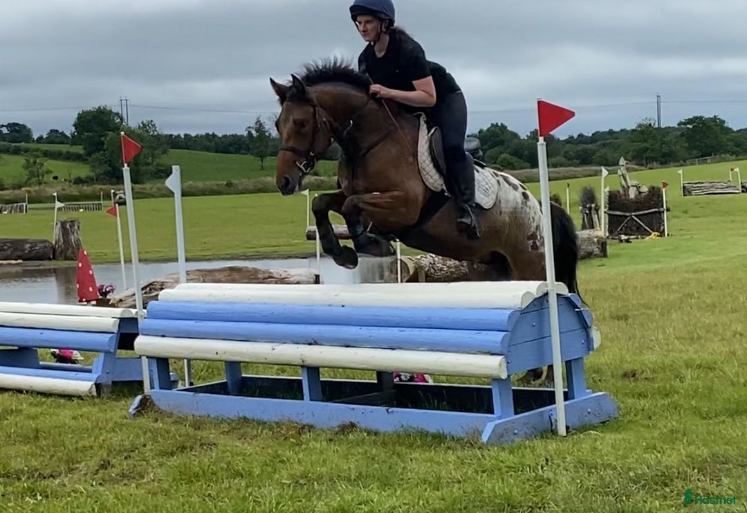Allround hästar till salu: Selection of Irish ponies i Ljungby - Bild 9
