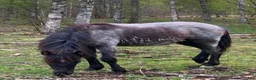 Western hästar till salu: Blivande kossehäst? - Annons 5
