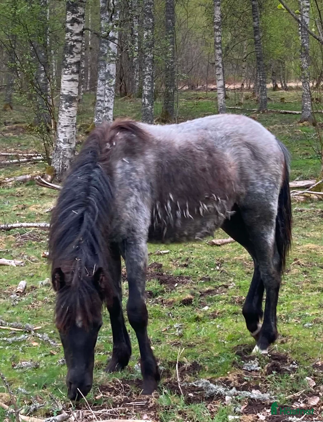 Western hästar till salu: Blivande kossehäst? - Annons 5