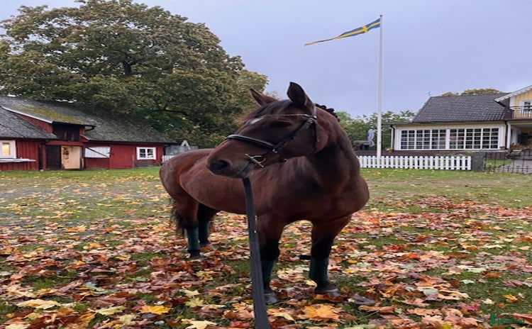  hästar i Fridlevstad - Annons 1