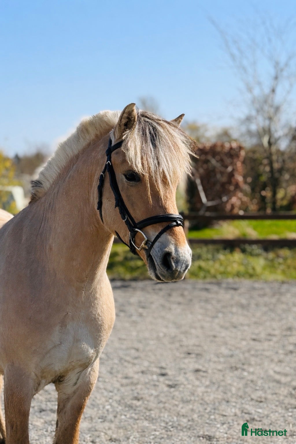  hästar Fjordhest i særklasse  - Annons 1