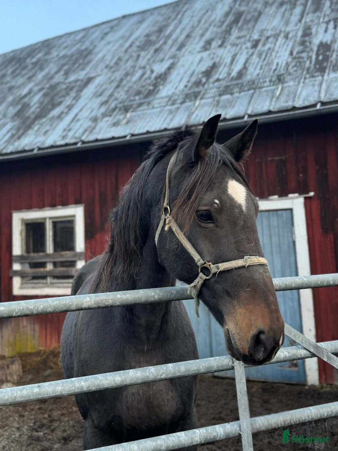 Allround hästar till salu: Varmblodsvallack -16. i Stöde - Annons 3