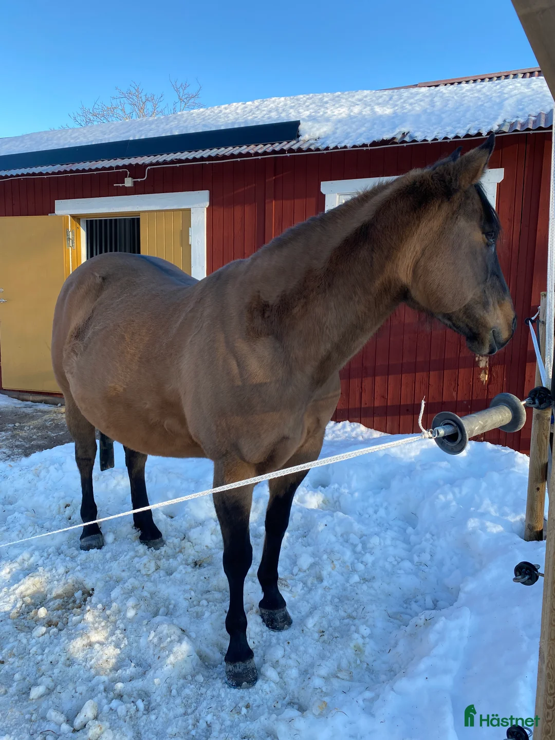 Western hästar till salu: Avelssto säljes i Mora - Annons 3