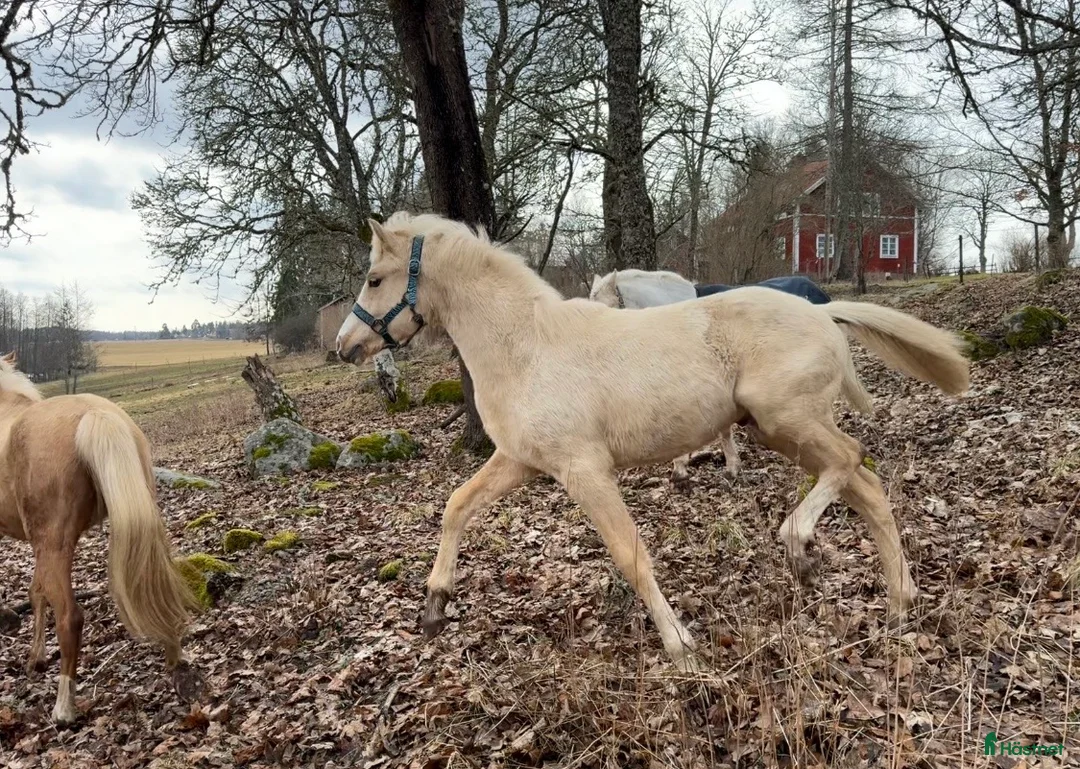 Allround hästar till salu: Vacker blivande D-ponny -24 - Annons 2