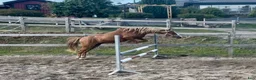 Allround hästar till salu: Fina Carenz söker sitt nya hem - Annons 5