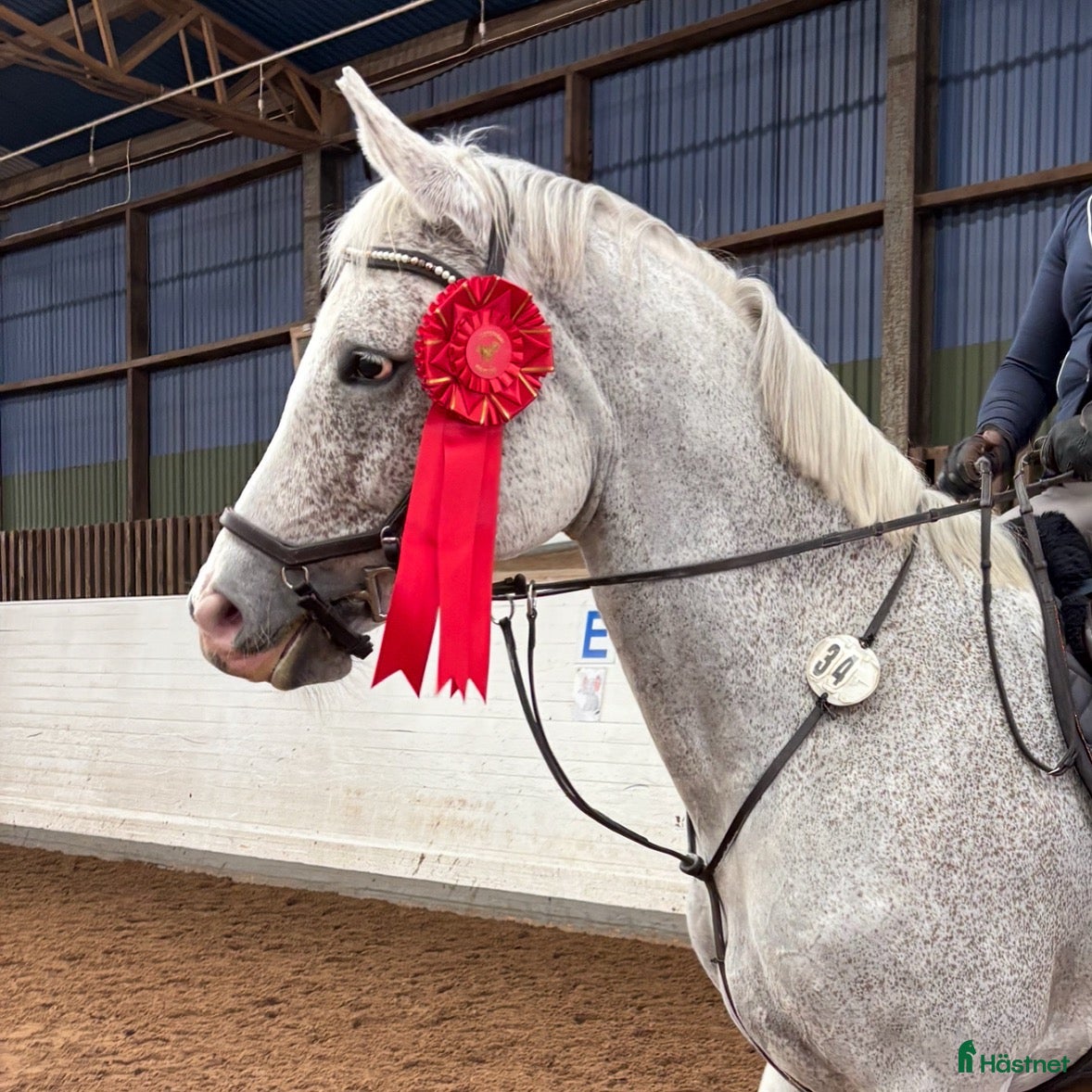  hästar Sto -17 Hoppning 110/120. Perfekt Junior häst. - Annons 1