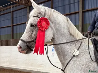 hästar Sto -17 Hoppning 110/120. Perfekt Junior häst. - Annons 3
