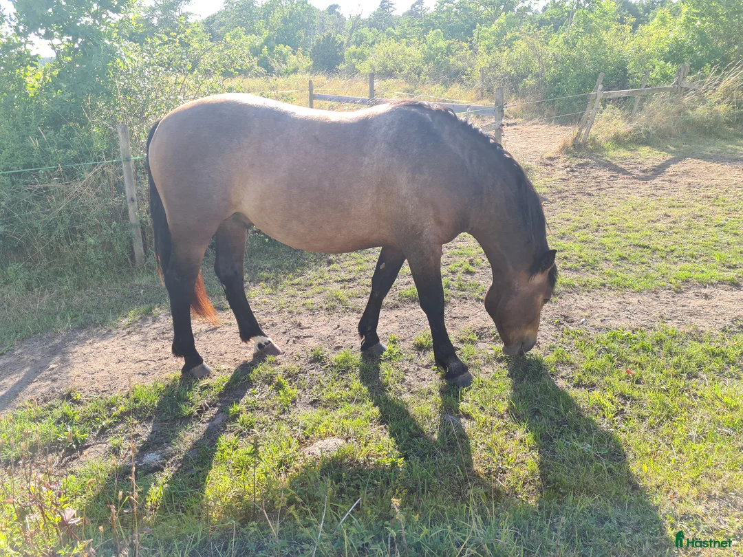 Working Equitation hästar till salu: PRE korsning Framtida bästa vännen. - Annons 8
