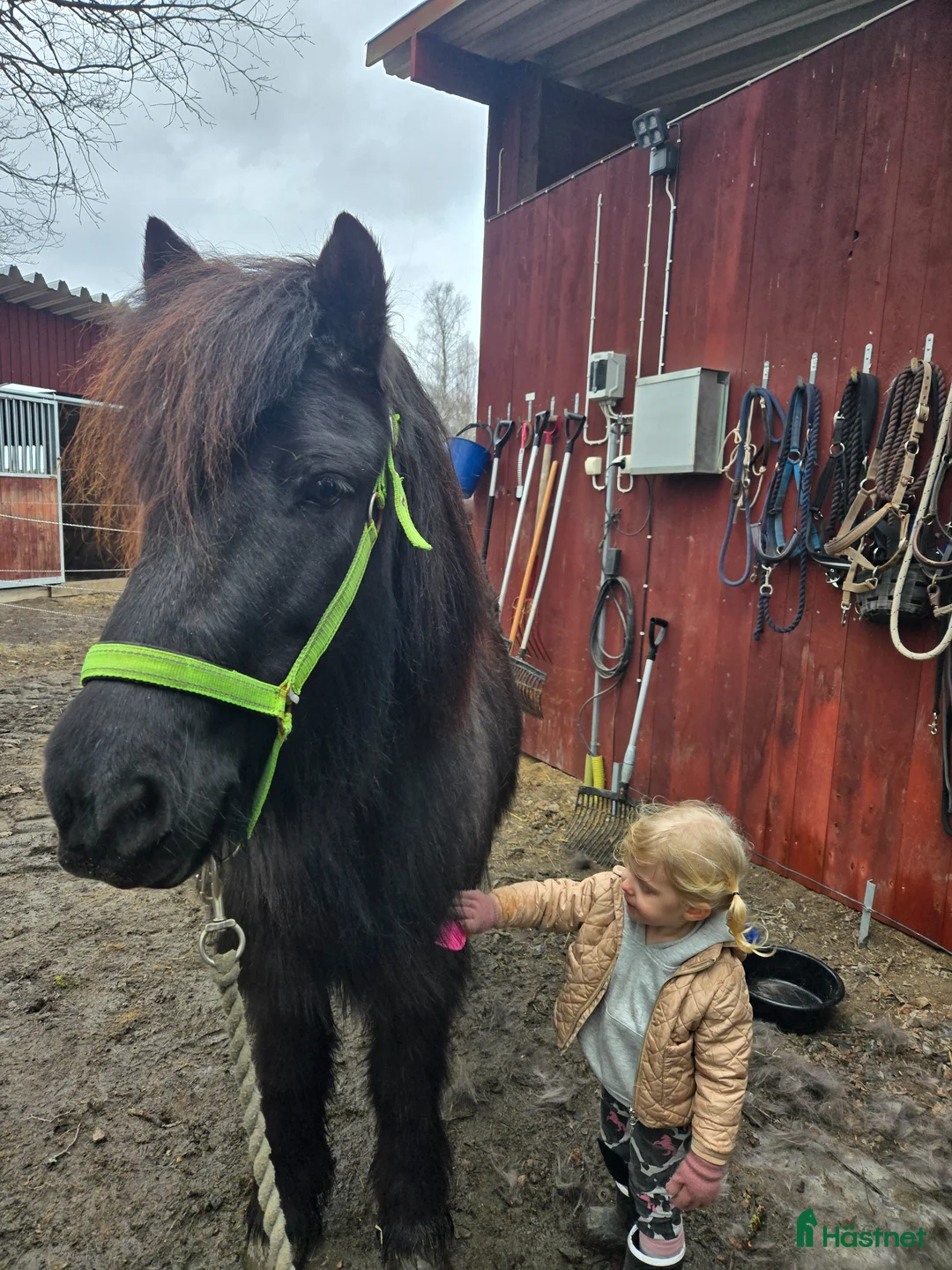 Övrigt hästar till salu: Islandshäst säljes - Annons 2