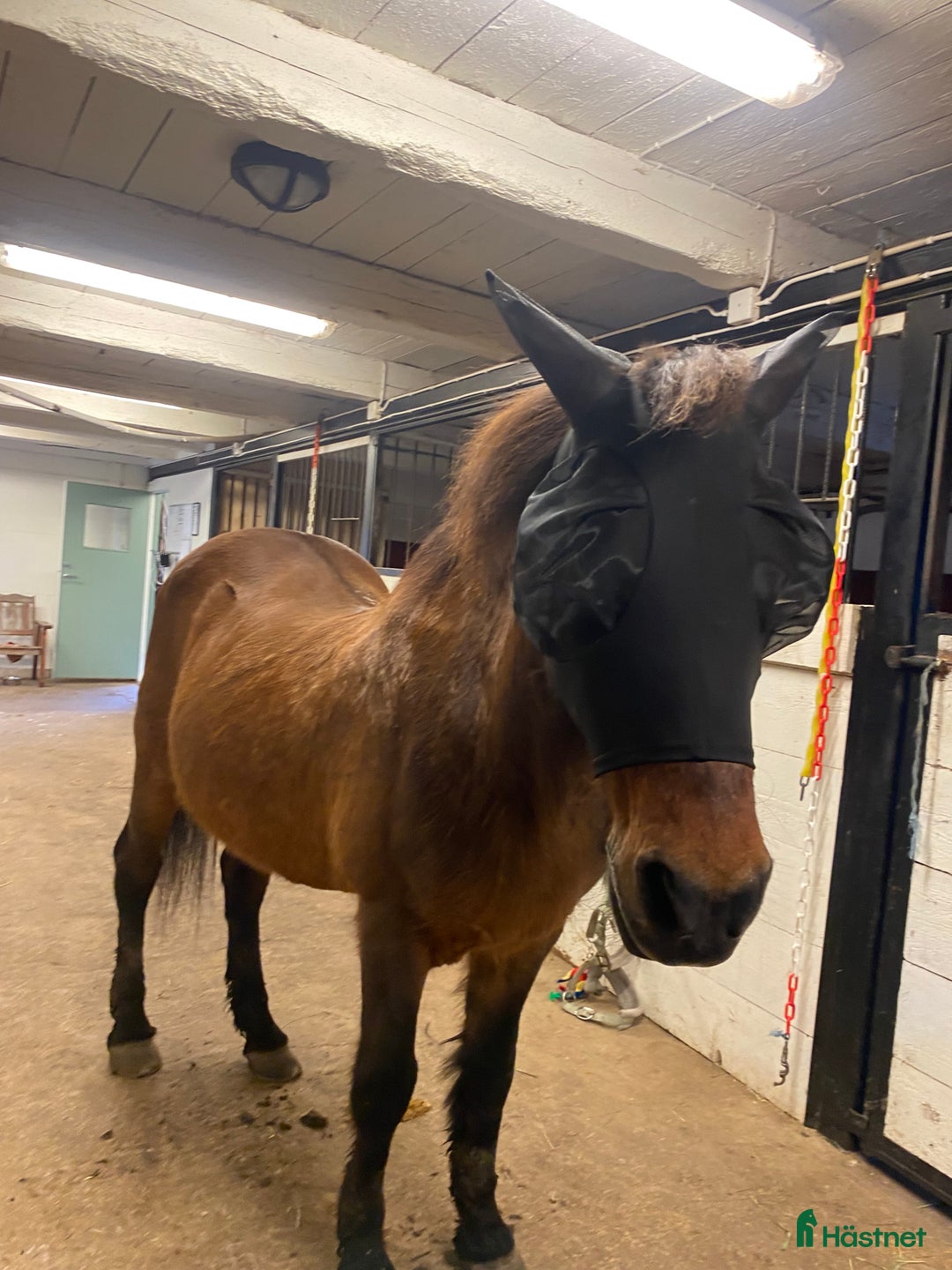 Schabrak & Vojlockar hästutrustning till salu: Gulligt schabrak och lite mer! i Linköping - Annons 3