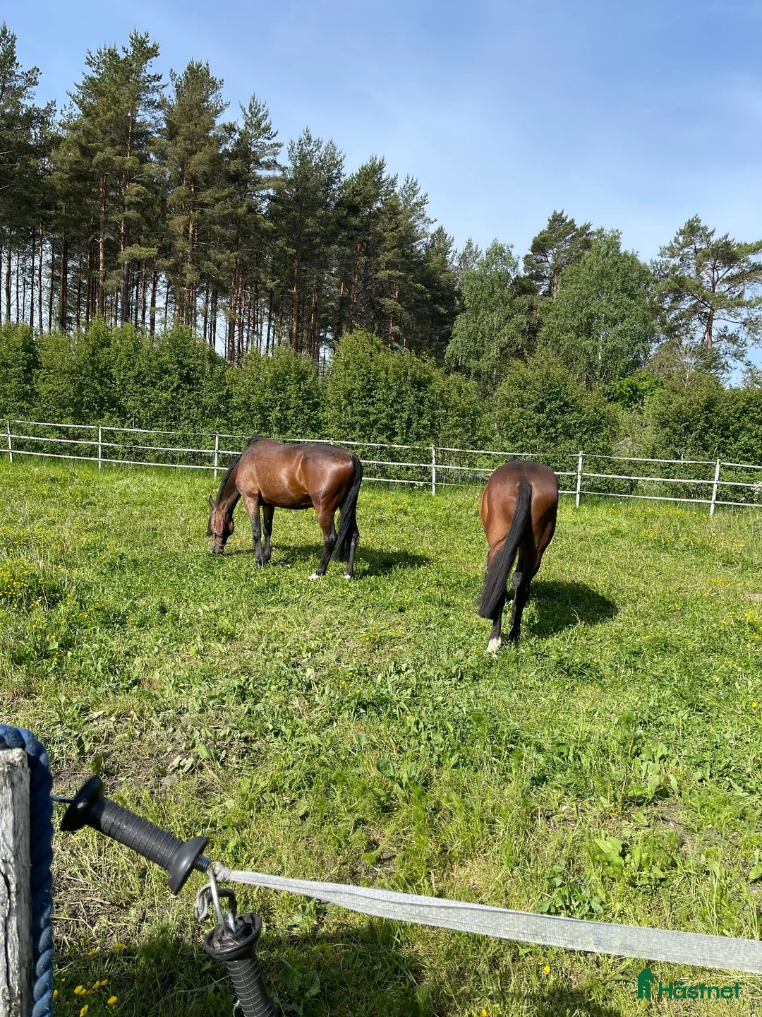 Sällskap hästar till salu: Varmblodskille i Tierp - Annons 1