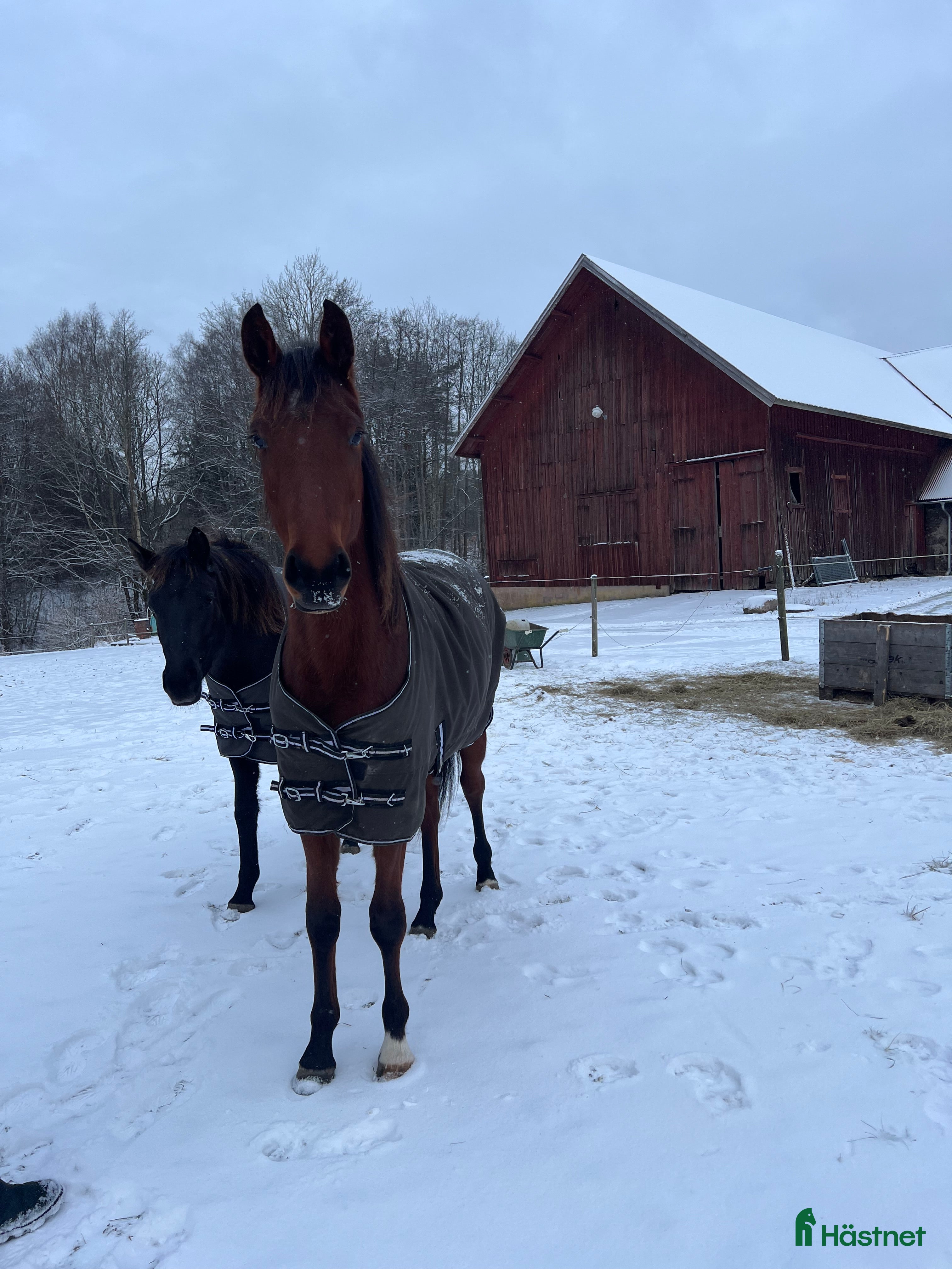 hästar Underbara mynta!  i Ljungskile - Annons 6