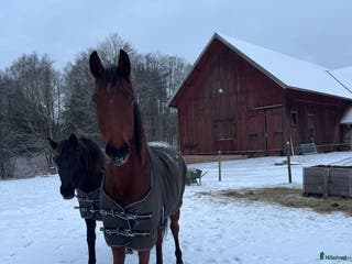 hästar Underbara mynta! i Ljungskile - Annons 6