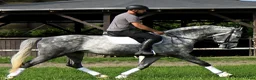 Allround hästar till salu: Presence & Talent - amazing Silesian - Annons 9